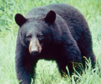 Black bears of the Smoky Mountains